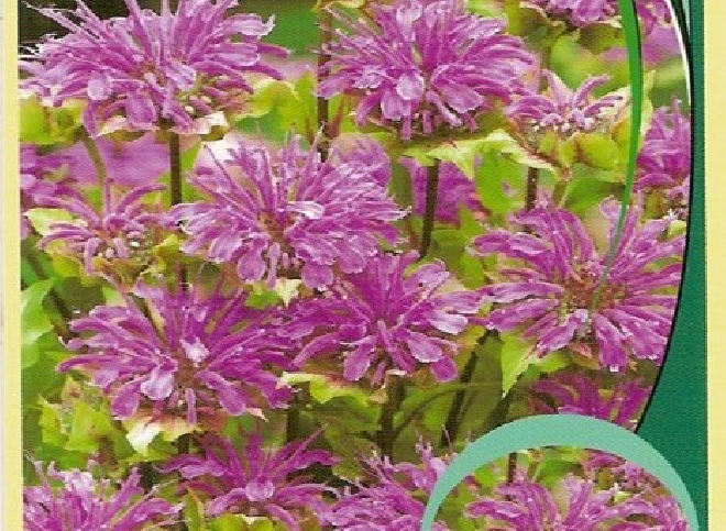 Monarda 'Pink Lace' ® Bergamotplant