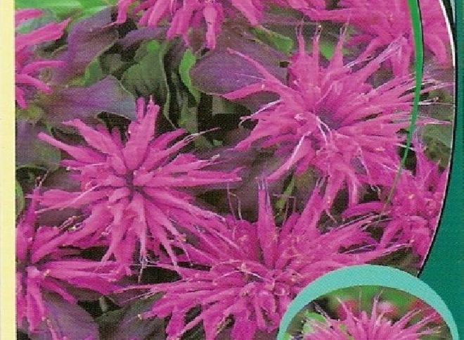 Monarda 'Pink Supreme' Bergamotplant