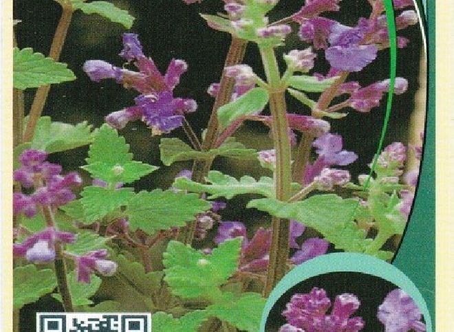 Nepeta 'Kit Cat' Kattekruid
