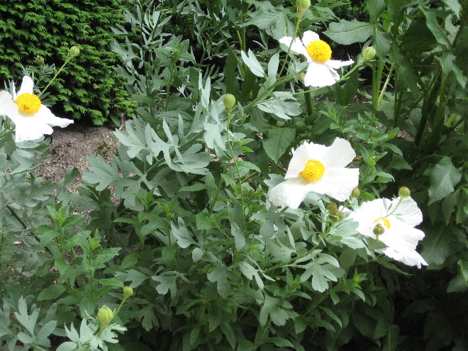Romneya coulteri 