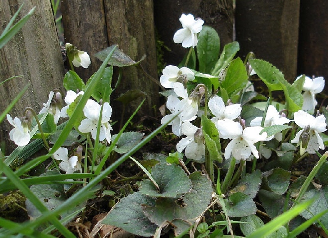Viola odorata 'Alba' Maart's Viooltje, Welriekend Viooltje