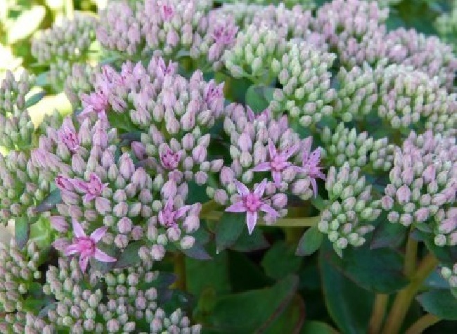 Sedum telephium 'Munstead Dark Red' Hemelsleutel