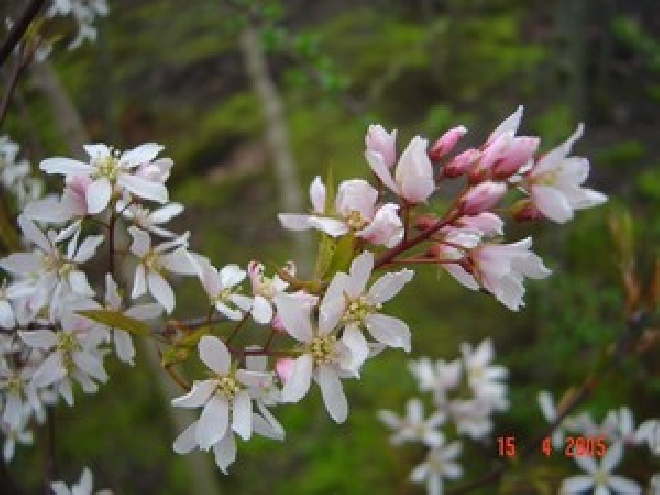 Amelanchier arborea 'Robin Hill' Krentenboom