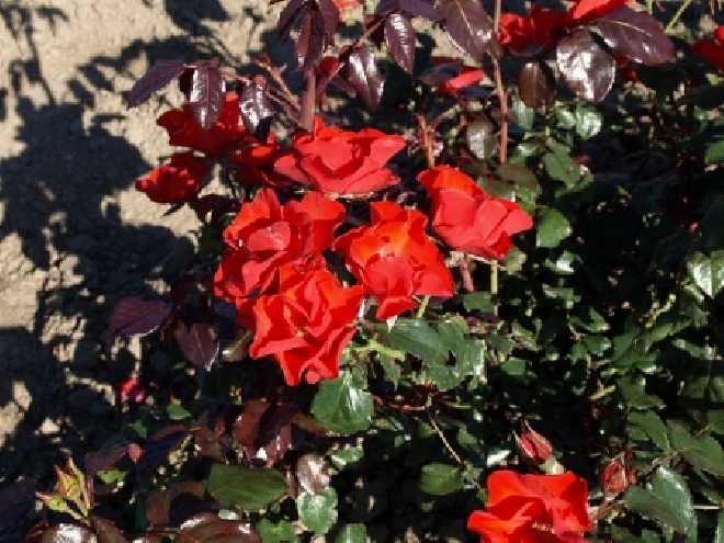 Rosa 'Havam' (Amsterdam) struikroos