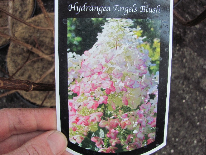 Hydrangea paniculata 'Ruby' (Angel's Blush) Schapekophortensia, Pluimhortensia