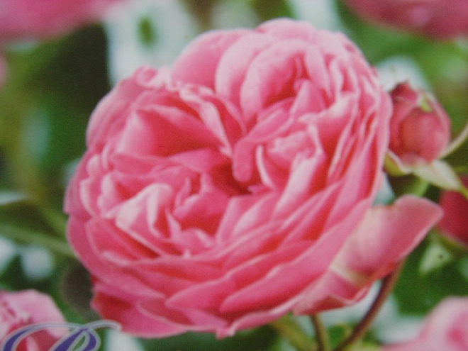 Rosa 'Meiangele' (Leonardo Da Vinci) (Stamroos) 