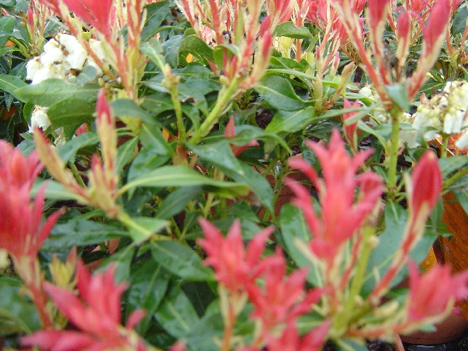 Pieris 'Forest Flame' Pieris