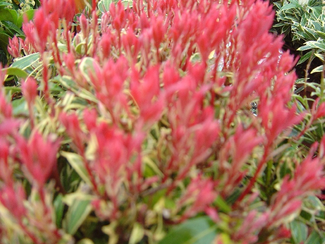 Pieris japonica 'Carnaval' Pieris, Andromeda
