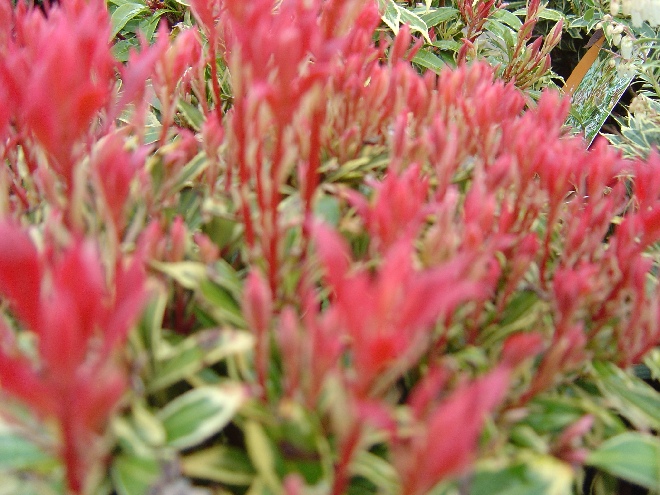 Pieris japonica 'Carnaval' Pieris
