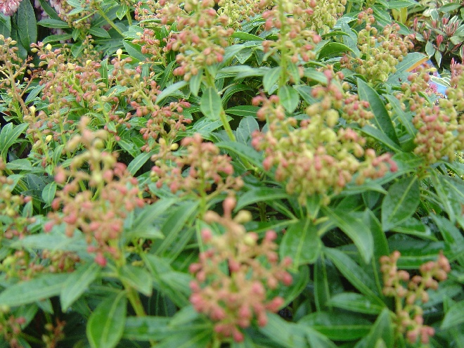 Pieris japonica 'Debutante' Pieris
