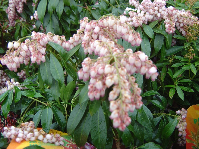 Pieris japonica 'Katsura' Andromeda