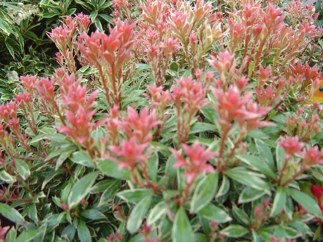 Pieris japonica 'Little Heath' Pieris