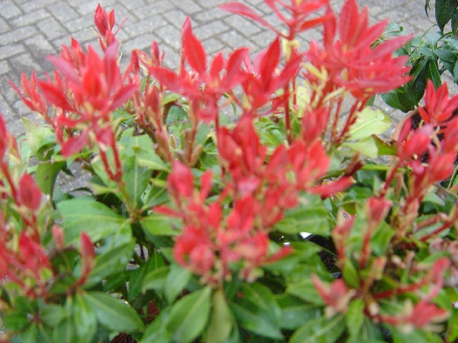 Pieris japonica 'Mountain Fire' Andromeda