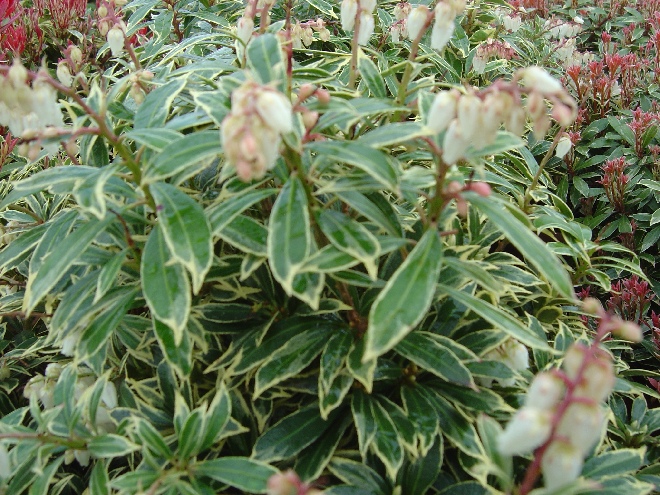 Pieris japonica 'Variegata' Andromeda