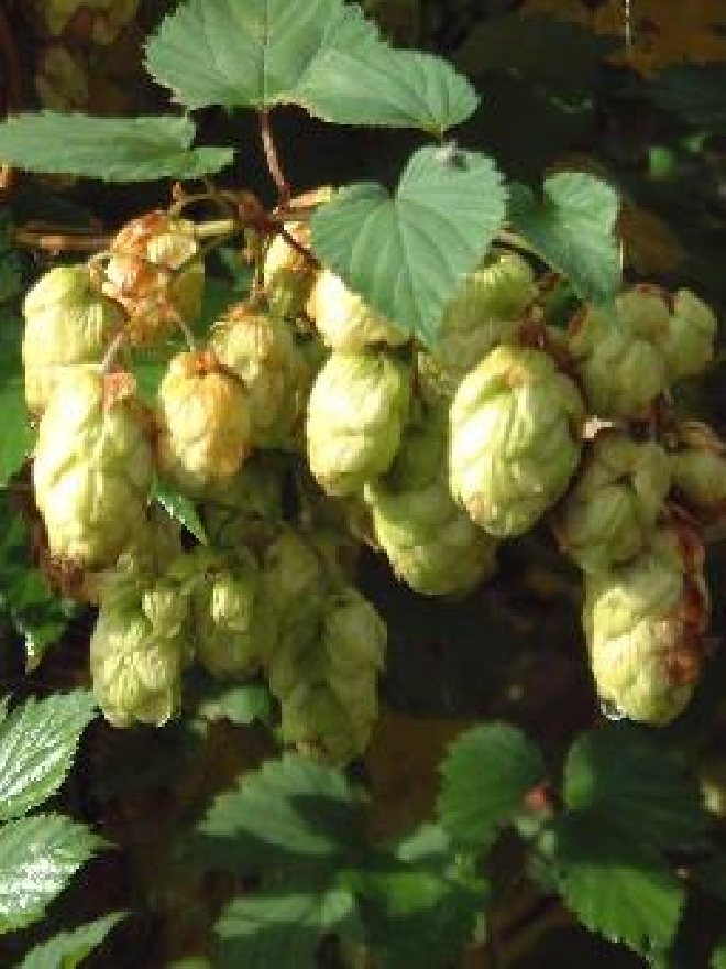 Humulus lupulus 'Northern Brewer' (Nordbrau) Europese Hop