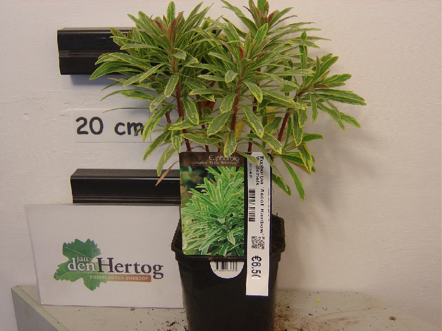 Euphorbia 'Ascot Rainbow' Wolfsmelk