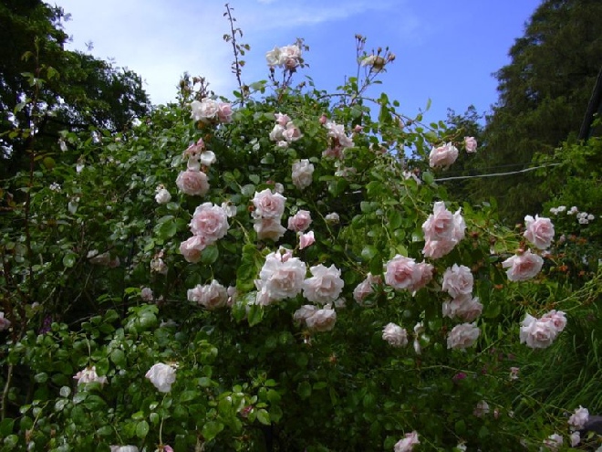 Rosa 'New Dawn' Lichtrose Klimroos