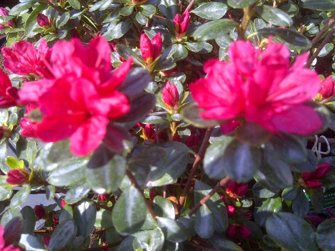 Rhododendron 'Hino Crimson' Japanse azalea