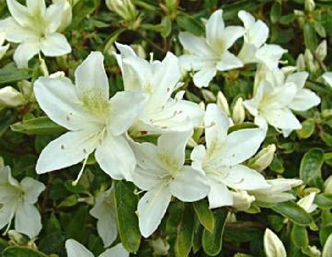 Rhododendron 'Palestrina' Japanse azalea