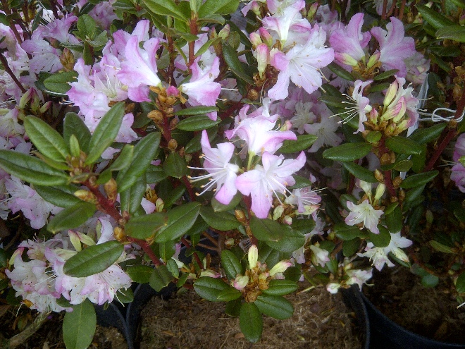 Rhododendron 'Anna Frank' Zachtroze Japanse Azalea