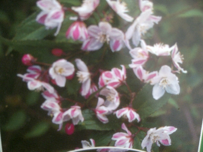 Deutzia purpurascens 'Kalmiiflora' Bruidsbloem