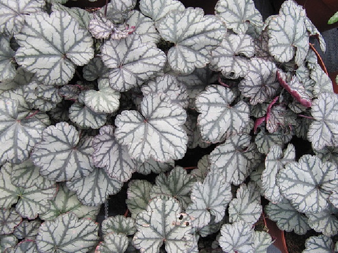Heuchera 'Jade Gloss' Purperklokje