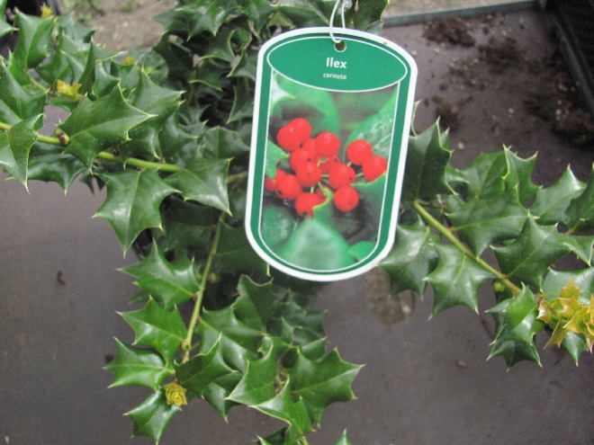 Ilex cornuta Scherpe Hulst