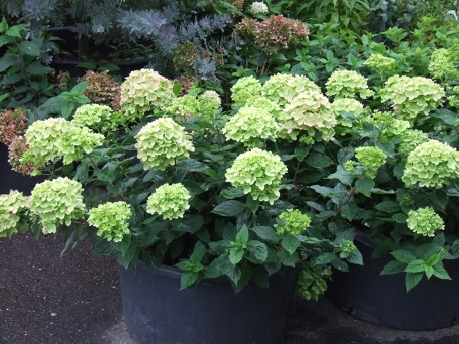 Hydrangea paniculata 'Jane' (Little Lime) Schapekophortensia, Pluimhortensia