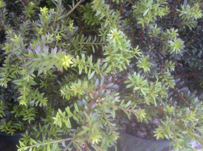 Podocarpus 'Chocolate Box' Alpen Totara