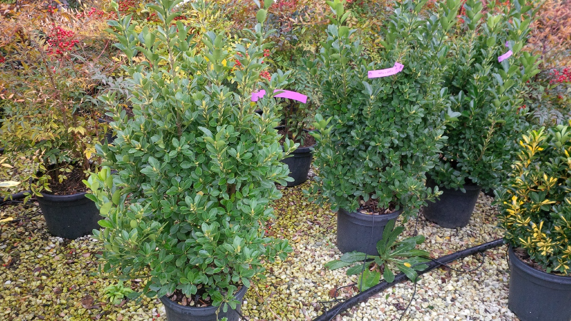 Euonymus japonicus Euonymus