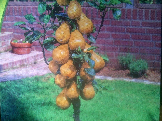 Pyrus communis 'Rafzas' (Benita) Zuilpeer