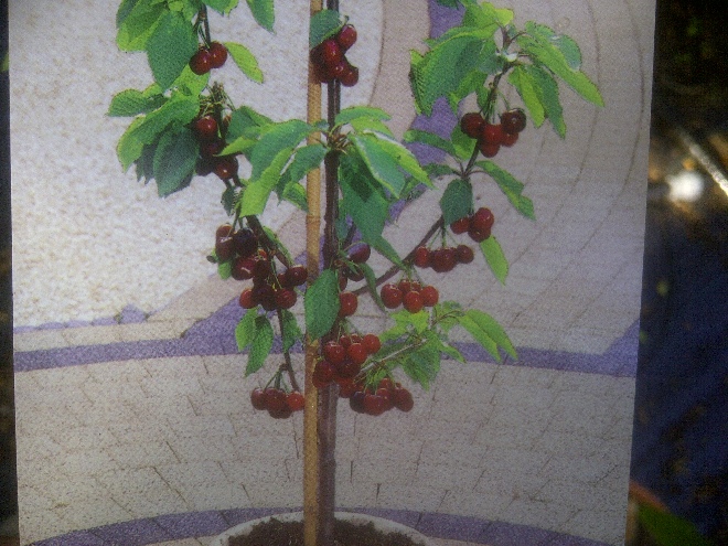 Prunus avium 'Sylvia' Silviakers
