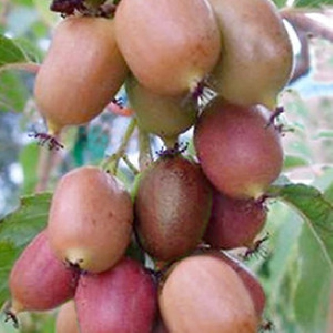 Actinidia arguta 'Ken's Red' Vrouwelijk kiwiras