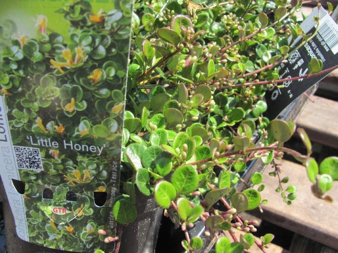 Lonicera crassifolia 'Little Honey' Lage Struikkamperfoelie