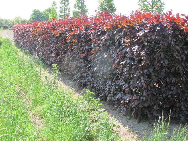 Fagus sylvatica 'Atropunicea' Rode Beukenhaag