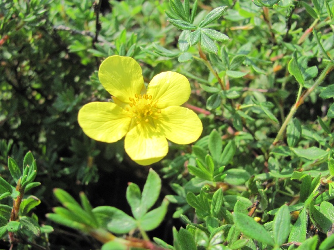 Potentilla fruticosa 'Elizabeth' Ganzerik
