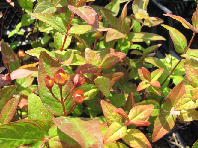 Hypericum kouytchense 