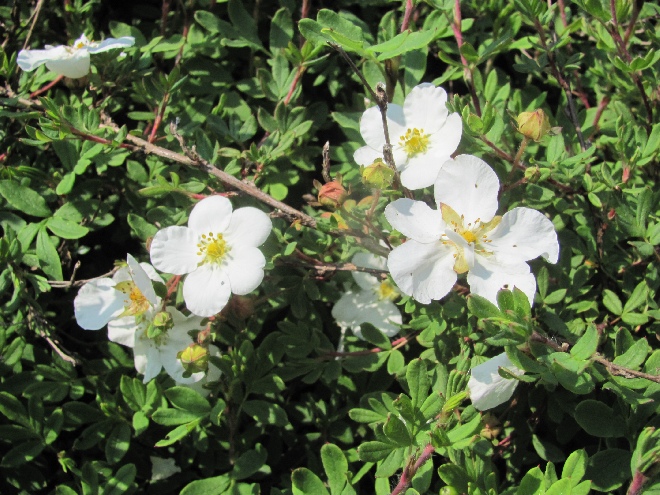 Potentilla fruticosa 'Abbotswood' Ganzerik