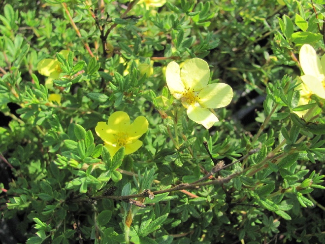 Potentilla fruticosa 'Kobold' Ganzerik
