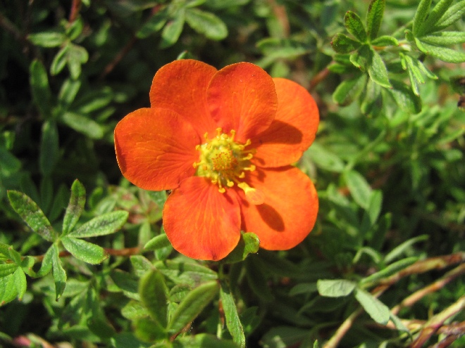 Potentilla fruticosa 'Red Ace' Ganzerik