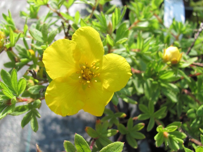 Potentilla fruticosa 'Goldstar' Ganzerik