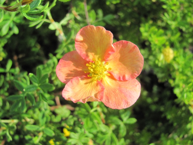 Potentilla fruticosa 'Daydawn' Ganzerik