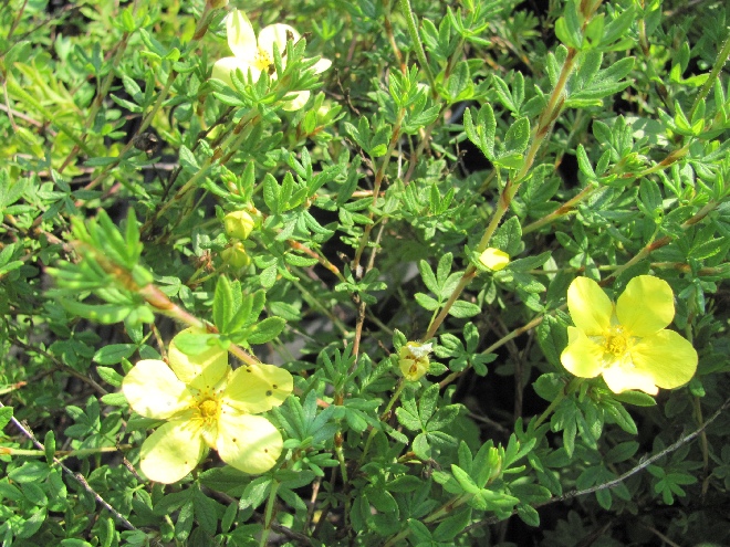 Potentilla fruticosa 'Maanelys' Ganzerik