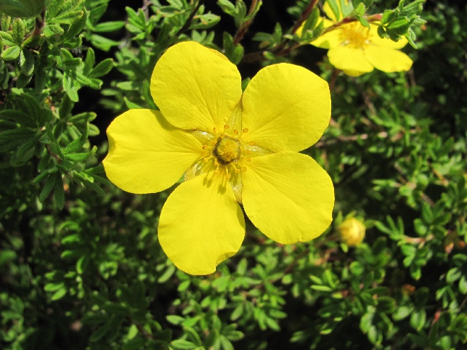 Potentilla fruticosa 'Buttercup' struikganzerik