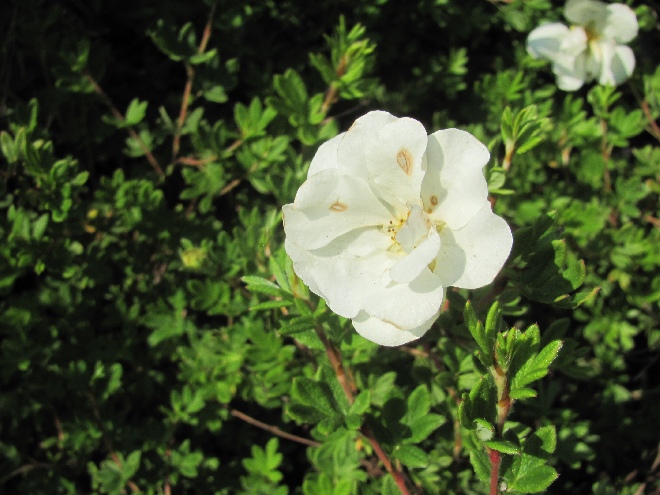 Potentilla fruticosa 'Tilford Cream' Ganzerik