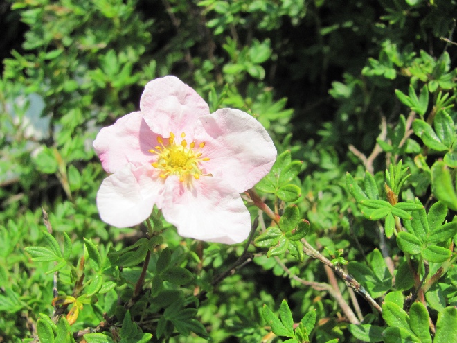 Potentilla fruticosa 'Blink' (Princess) (Syn. Pink Queen) Ganzerik