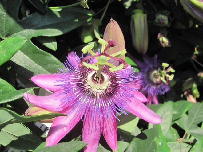 Passiflora 'Amethyst' (syn. 'Lavender Lady') Passiebloem