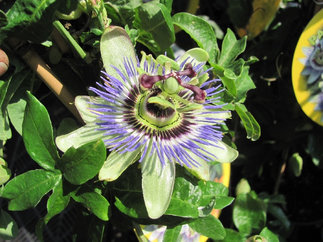 Passiflora 'Perfume Passion' Passiebloem