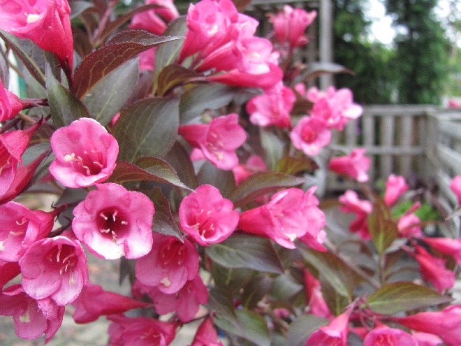 Weigela florida 'Alexandra' 