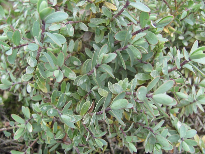 Hebe pinguifolia 'Pagei' Grijsbladige Hebe